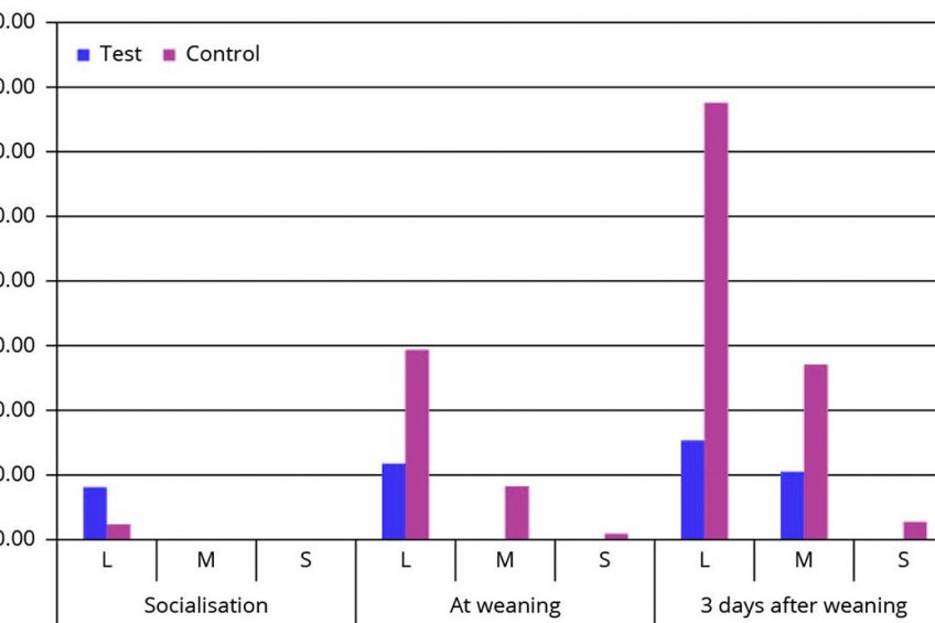 Benefits of pre-weaning piglet socialisation