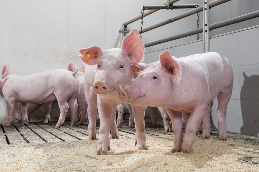 A smart feed simulation programme can eliminate the need for dietary guesswork. Photo: Bart Nijs