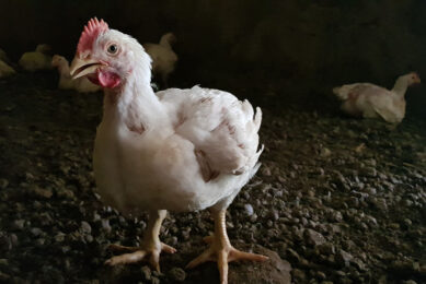 Genetic selection has increased the modern broiler growth rate by 400% compared to birds in the 1950s. Photo: DSM