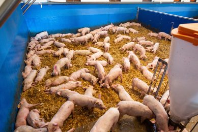 The piglets are laying spread around the pen. That is an indication that climate conditions are all right. Photo: Ronald Hissink