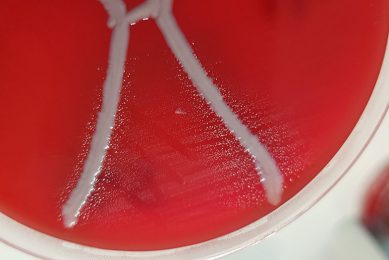 Glaesserella australis on blood plate with Staphylococcus aureus displaying satellitism. - Photo: The University of Queensland