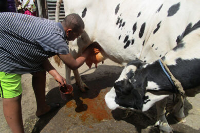 Application of herbal mastitis treatment by a smallholder farmer in Ethiopia. Photo: Katrien Van t Hooft