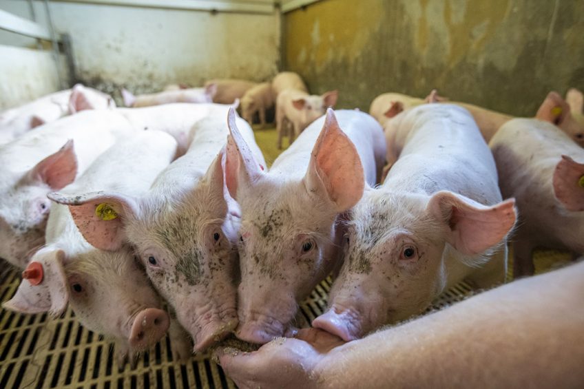 It is always a challenge to get just-weaned piglets to eat. - Photo: Bert Jansen