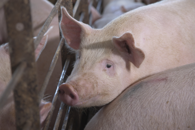 The pre-fattening period is the two weeks before pigs move from the nursery to the grow-finish floor.