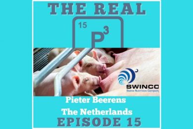 Podcast: 37 piglets/sow for Dutch pig farmer