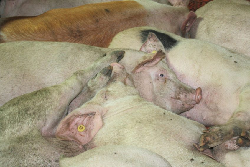 Finisher pigs packed together. Unfortunately a familiar sight these days in North America. - Photo: Vincent ter Beek