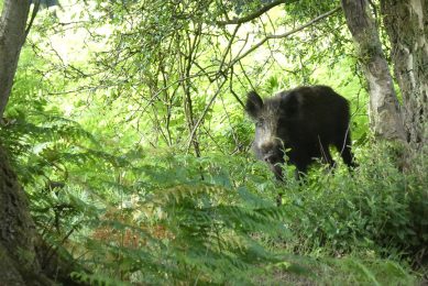 ASF Poland: Virus moves north into West Pomerania province