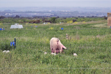 Each sow has 500 m2 at her disposal. - Photo: Cal Miqueló