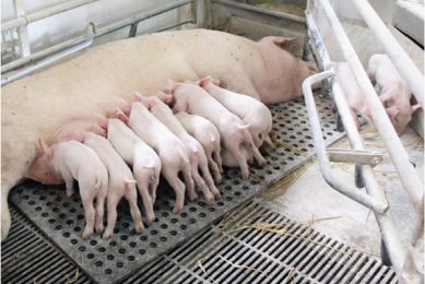 Open crate in the combi-pen by Jyden. If sows are not feeding the piglets enough, it can help if they are set free. Exercise is good for them.