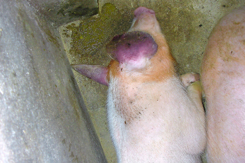 A pig with blue ears, typical for PRRSv infection. - Photo: Wikipedia