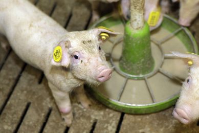 Post-weaning diarrhoea is still a major problem for the industry. - Photo: Henk Riswick