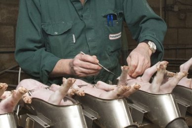 Piglets are all prepared for a quick castration procedure. - Photo: Bart Nijs