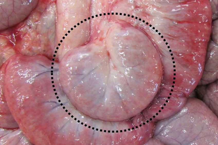 A surgically-isolated intestinal segment (lying within the hatched circle) that has been injected with the Mycobacterium paratuberculosis (MAP) bacteria that causes Johne s disease. Photo: Dr Philip Griebel