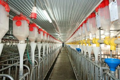 Snapshot from a modern breeding farm near Beijing. Photo: Vincent ter Beek