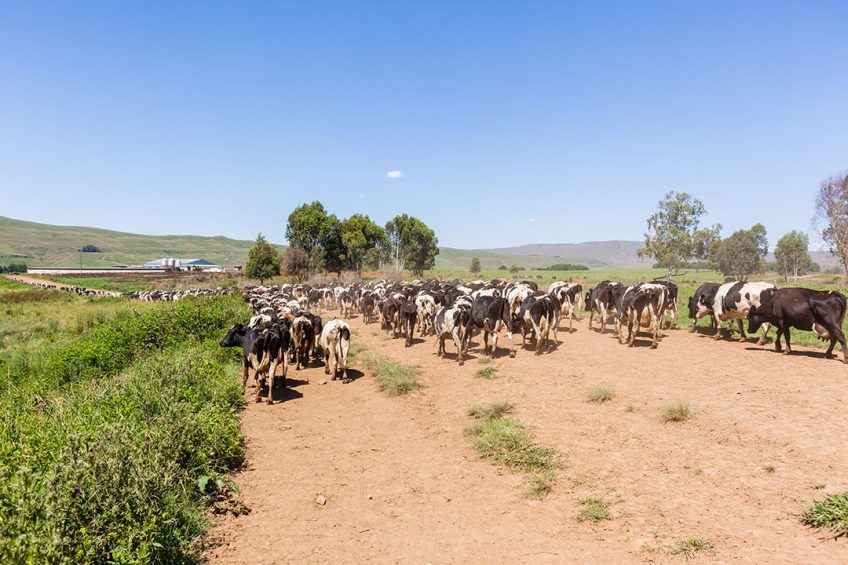 Climate change: Propelling heat stress problems? Photo: Chris Van Lennep