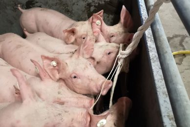 The experience in this study was that young pigs in the nursery are attracted to the chewing ropes, but they start to play around with rather than chewing extensively on them. - Photo: Ceva
