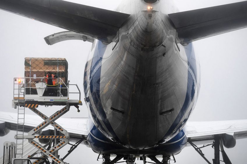 At Brest airport in Western France, breeding pigs are embarked for a flight to Shanxi province, China. - Photo: ANP