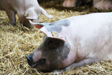 The larger of the 2 infected farms is an organic facility according to Top Agrar. The animals on the picture were not related to this outbreak. - Photo: Boerderij