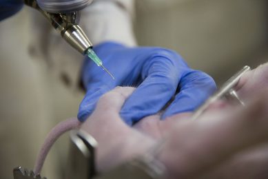 Fragment of anesthesia using procaine; it is possible to see the droplet of procaine left on the skin. Photo: Danish Pig Research Centre SEGES