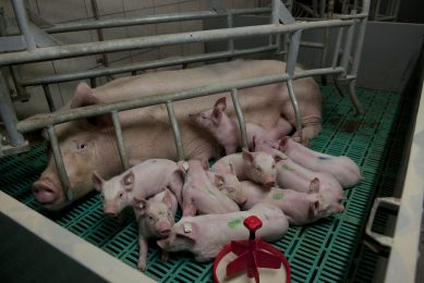 Facing post-weaning diarrhoeas. Photo: Mark Pasveer