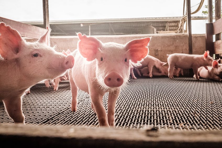 Efficiently implementing low protein piglet diets is key while keeping performance optimal. Photo: Ajinomoto