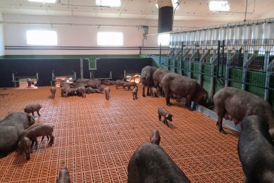 Impression of the farm in Pozoblanco, Spain, where group lactation is being applied. Photo: Edgar Garcia Manzanilla