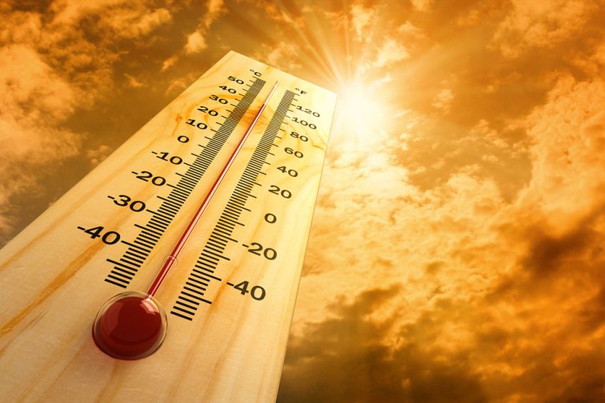 Heat stress, trace minerals and gut health. Photo: Shutterstock