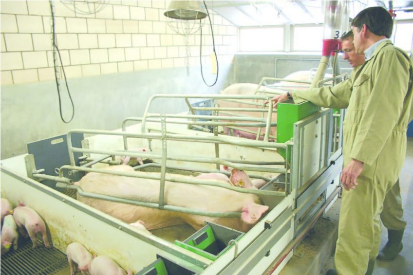 Inside the pig house the examination starts with getting a general impression. Photo: Roodbont