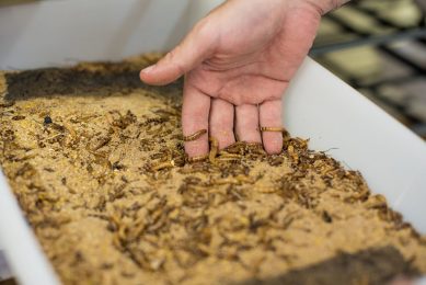 Mealworms at the UFMG laboratory. Photo: Amanda Lelis, UFMG