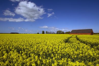 Could rapeseed meal replace soy in pig feed? Photo: Dennis F. Beek