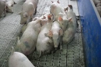 Kazakhstan builds new pig genetics centre, to stop crisis.  Dr Friedrich Wilhelm Busse