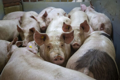 Finisher pigs on their way to the truck. - Photo: Ronald Hissink