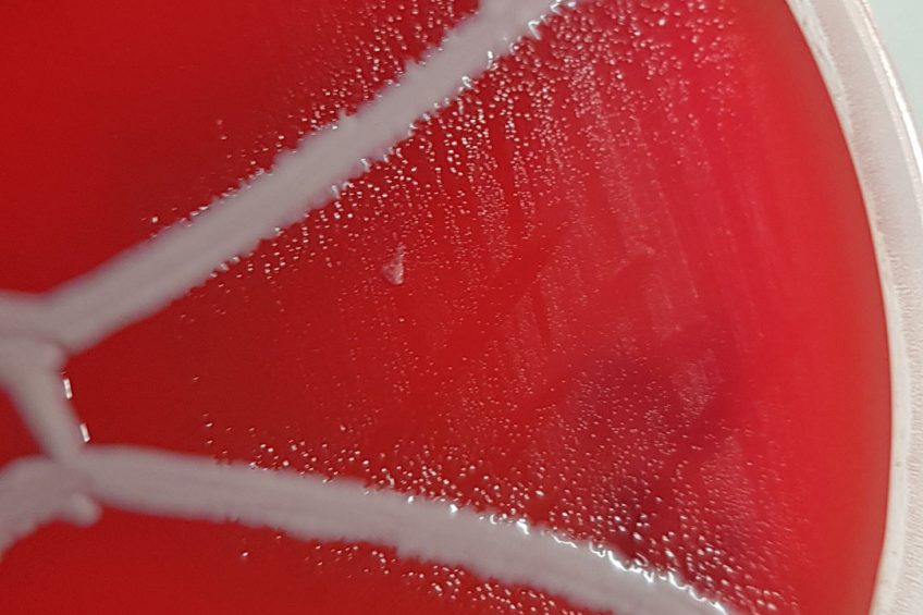 Glaesserella australis on blood plate with Staphylococcus aureus displaying satellitism. Photo: The University of Queensland