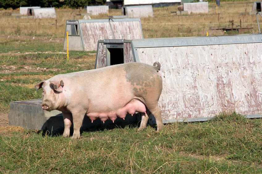 A British sow stretching her legs outdoors. UK producers have a slightly lower efficiency than in the rest of Europe. Photo: Henk Riswick