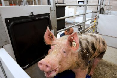 A boar doing his job at a boar stud. - Photo: Ronald Hissink