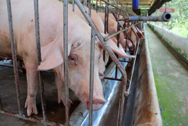 Gestating sows in hot conditions, on a farm near Ho Chi Minh City, Vietnam. - Photo: Vincent ter Beek