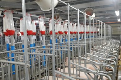 Circulation fans, pointing at the sows, in a gestating barn. Photo: Thierry Thomas