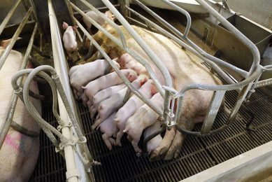 A Danish sow nursing a large litter. This sow was not part of the survey described in this article. Photo: Henk Riswick