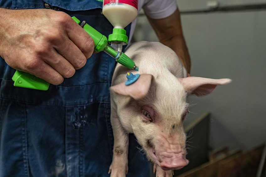 A pig is being vaccinated for PRRS. Vaccines received attention at the 1st night of the digital ESPHM. - Photo: Ronald Hissink