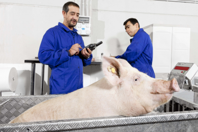 Backfat thickness - one of the traits in the Quick-SNP - is tested on a dam.