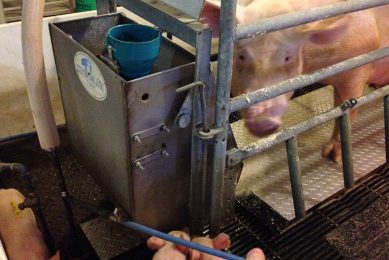 Cooling pads for sows during farrowing and lactation. Photo: Allan Schinckel