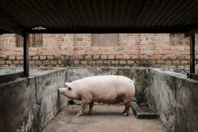 A pig in its pen in the outskirts of Kampala, Uganda. Photo courtesy of the More Pork project under the CGIAR Research Program on Livestock. - Photo K. DhanjiILRI