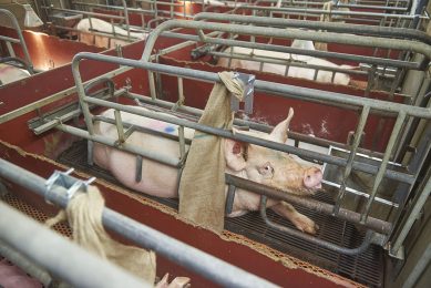 A sow in a farrowing crate on a farm in Europe. Here, a jute bag has been added to the crate to provide the sow with distraction material. - Photo: Van Assendelft Fotografie