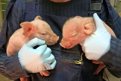 Illustration of the characteristic domed or  dolphin-shaped  head morphology in an IUGR piglet (right) in comparison with a normal piglet of the same birth weight. - Photo: Dr Emma Baxter