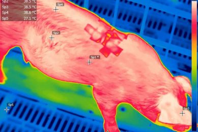 A sensor measuring piglet temperatures. - Photo: UNESP