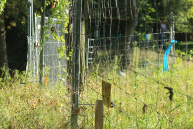 Fences in Germany to make entering as difficult as possible for wild boar migrating from Poland.  Photo: Kees van Dooren & Vincent ter Beek