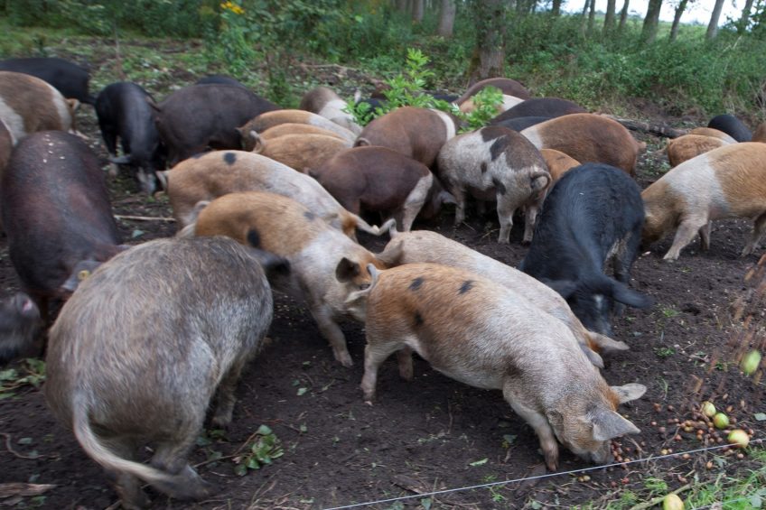 Pigs being kept outdoors, and fed on fruit and acorns. Is that advisable now the threat of ASF is growing?