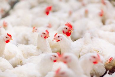 A wide portfolio of options are available to help producers shift towards antibiotic free poultry production. Photo: Novus