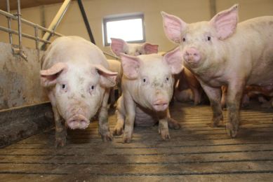 Mogensgaard Farm reaches an average daily gain of 1,077 kg in its finishers. The majority of them are given liquid feed. Photo: Vincent ter Beek