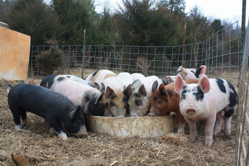 For some, sustainable pig farming might mean keeping pigs outdoors. Photo: Vincent ter Beek